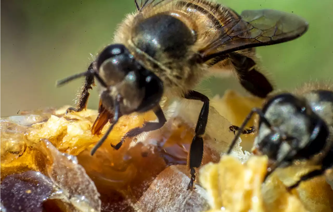 Raup Cuan dengan Budidaya Lebah Bee Pollen Khas Kediri