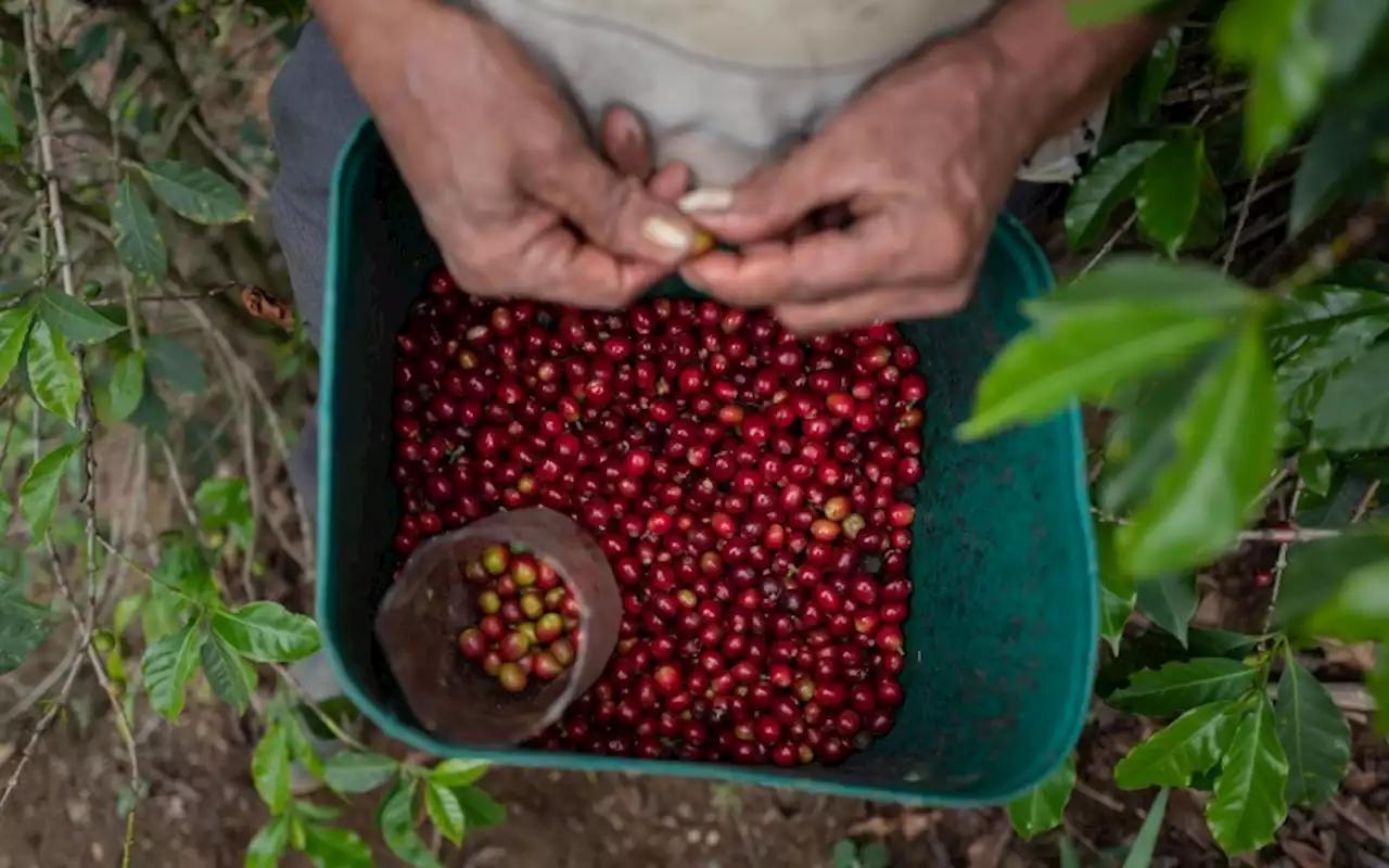 Ancaman El Nino pada Kualitas Kopi dan Cara Mengatasinya