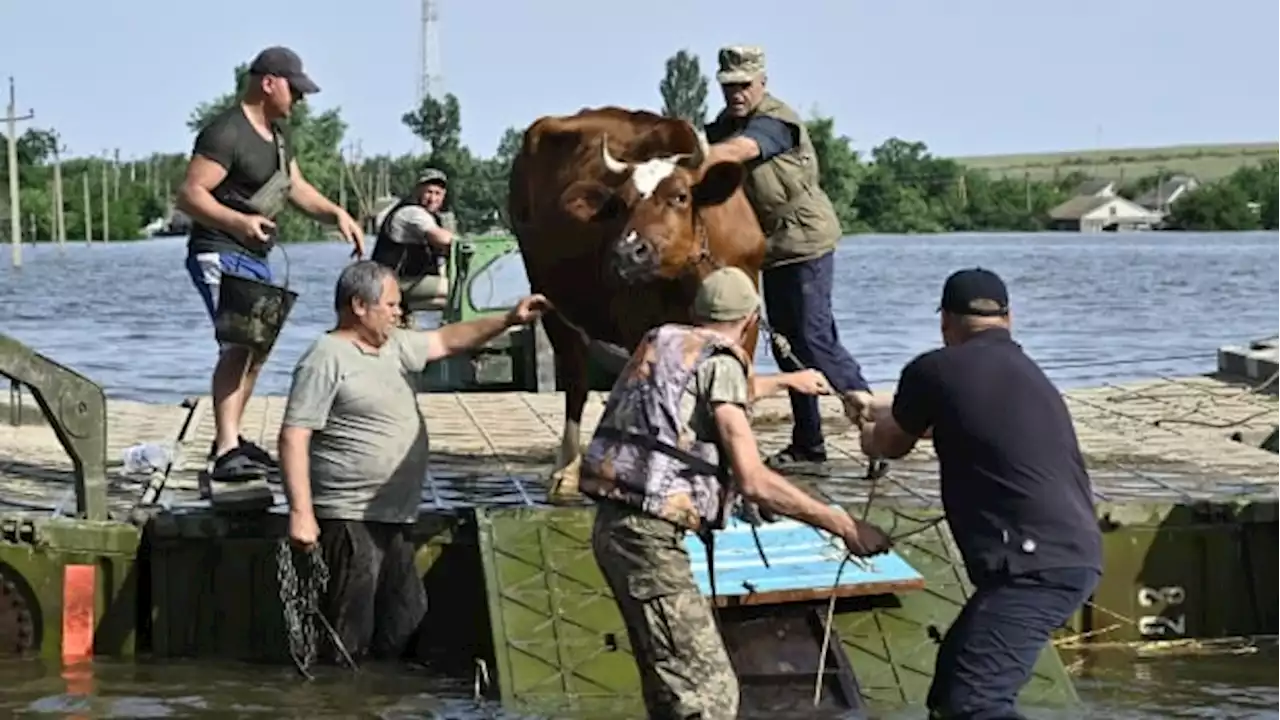 Affecting farmland, drinking water and animals, Ukraine dam destruction an environmental catastrophe | CBC News