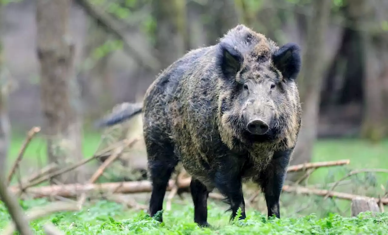 Wildschwein schwimmt in Swimmingpool – und kommt nicht wieder raus