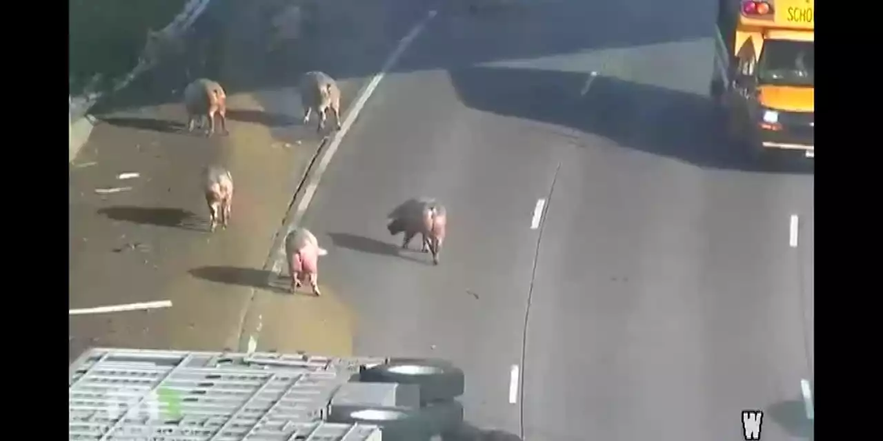 Pigs run loose on highway after semitruck tips over in Minnesota