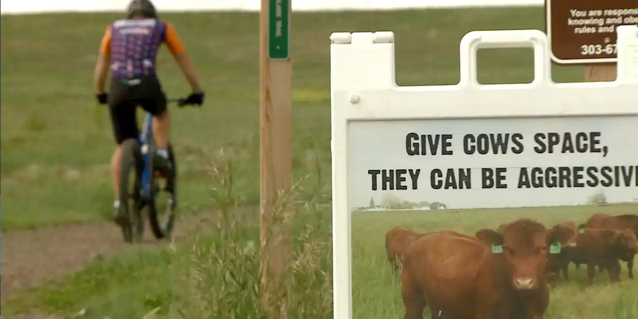 Woman trampled by herd of cows while jogging on Colorado trail