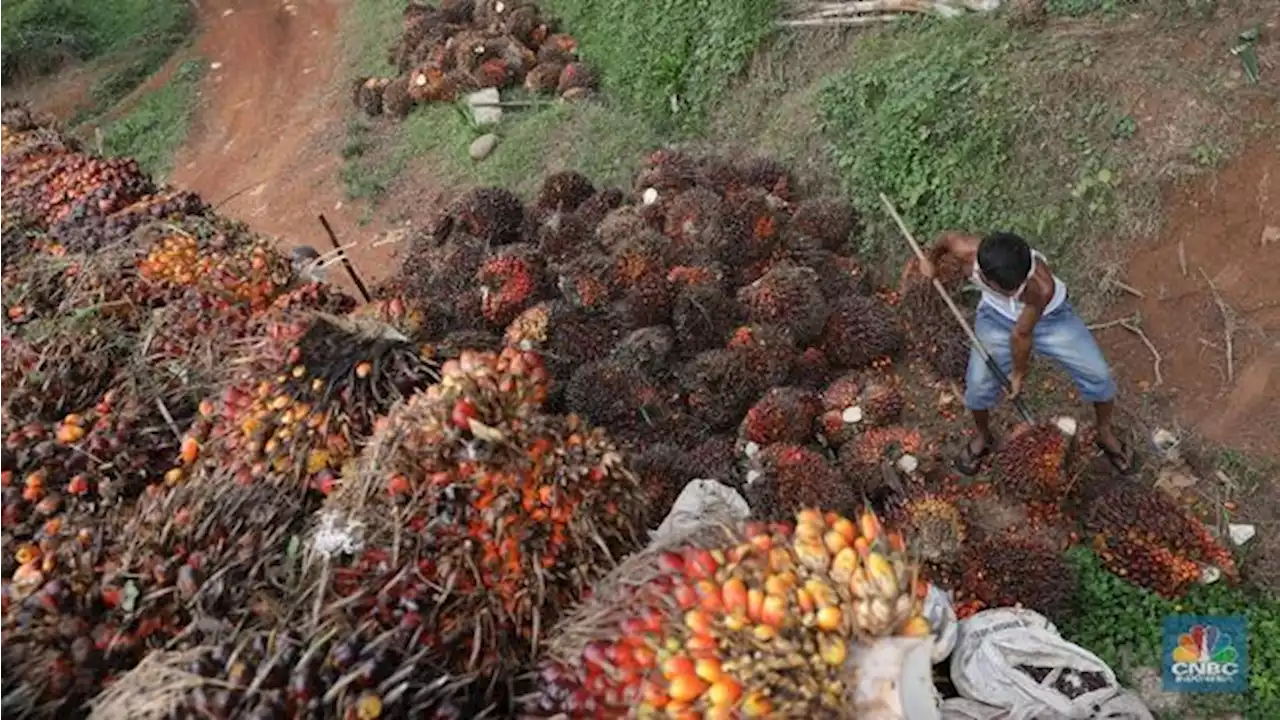 Eropa Cari Gara-gara, Harga Sawit Jadi Loyo dan Tak Bertenaga