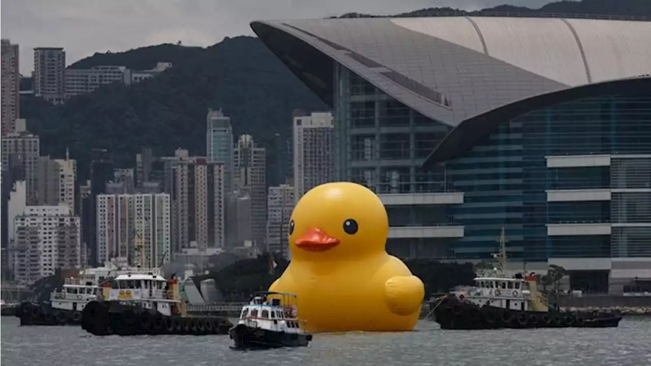 Heboh Penampakan Dua Bebek 'Raksasa' Berenang di Hong Kong - Foto 1