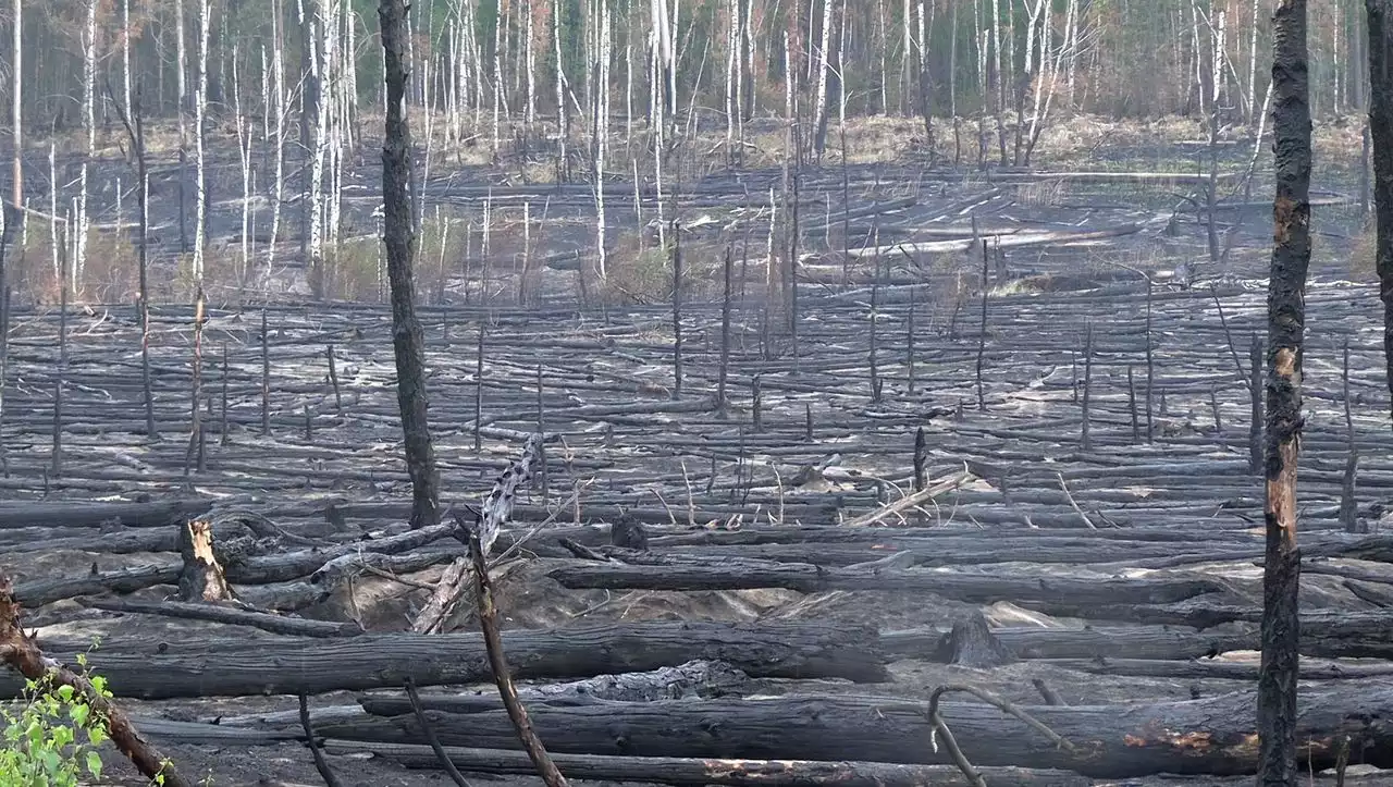 Waldbrand in Jüterbog: Mehr Löschflüge, aber noch keine Entwarnung