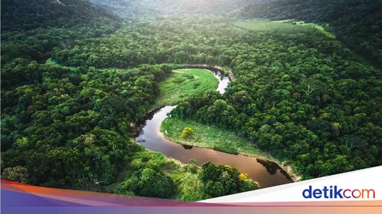 Bagaimana Cara 4 Bocah Bertahan Hidup 40 Hari di Liarnya Hutan Amazon?