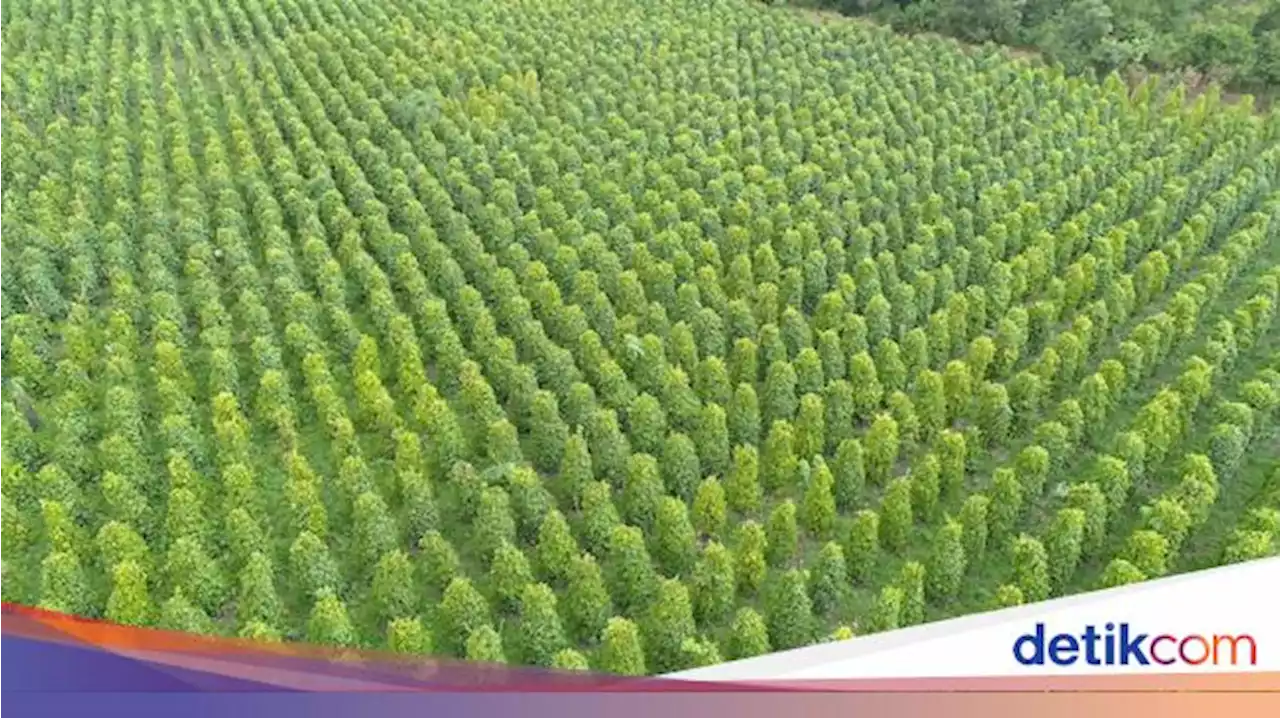 Holding BUMN Perkebunan Punya PalmCo, Apa Untungnya buat Petani?