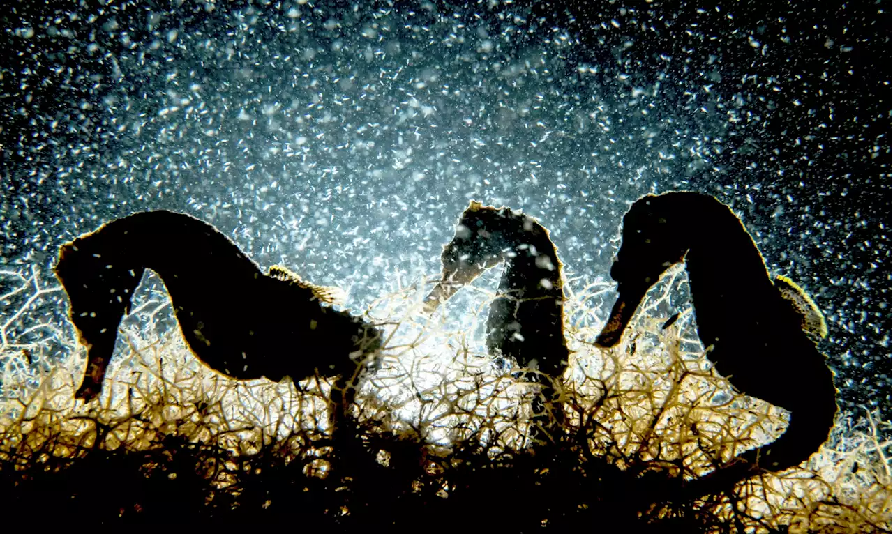 Scientists Are Trying to Save This Seahorse Paradise in the Bahamas