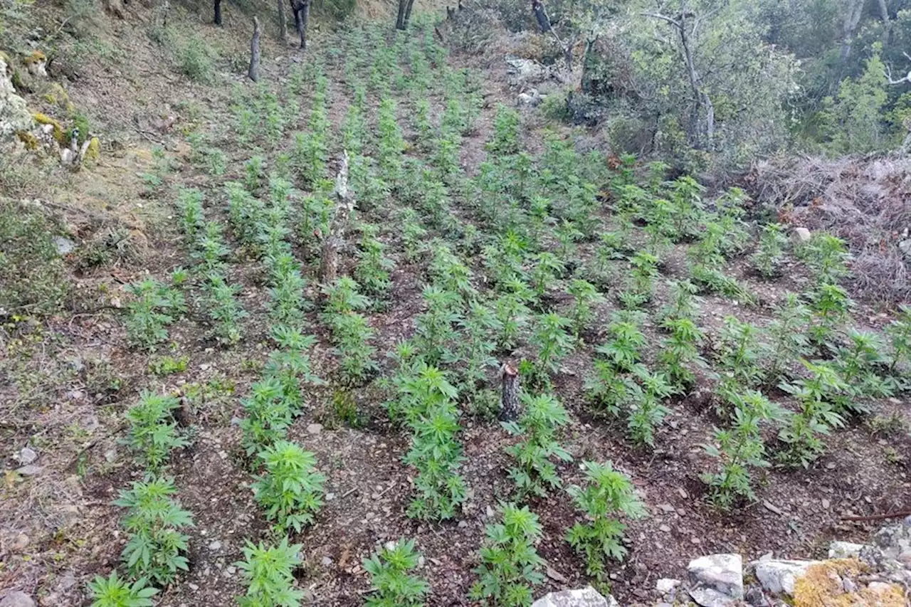 Drogue : les trafiquants 'jardinaient' au milieu des bois, plus de 10 000 plants de cannabis découverts en Catalogne