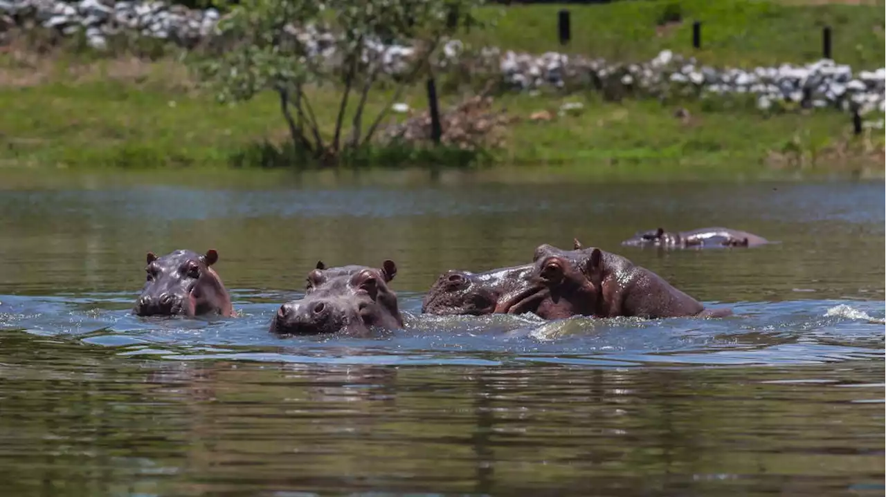 Les hippopotames de Pablo Escobar sont deux fois plus nombreux que ce qu’on croyait !