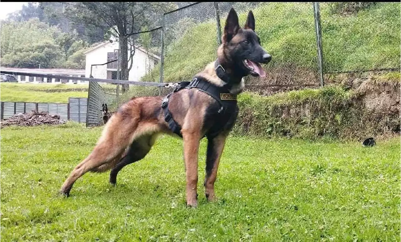 Exército afirma que vai seguir com operação até encontrar Wilson, cão que desapareceu durante buscas a crianças na Colômbia