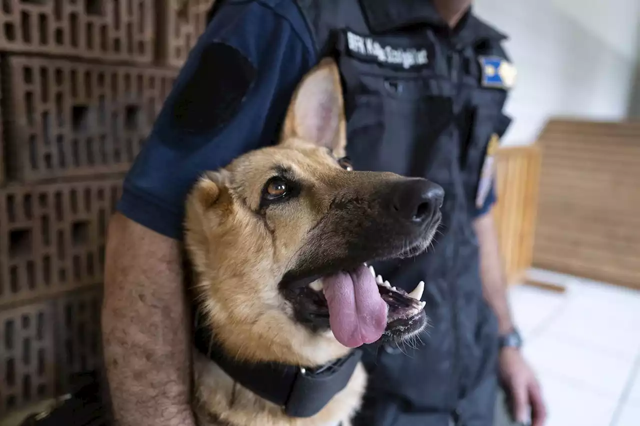 German shepherd injured in Ukraine gets new start with Hungarian police