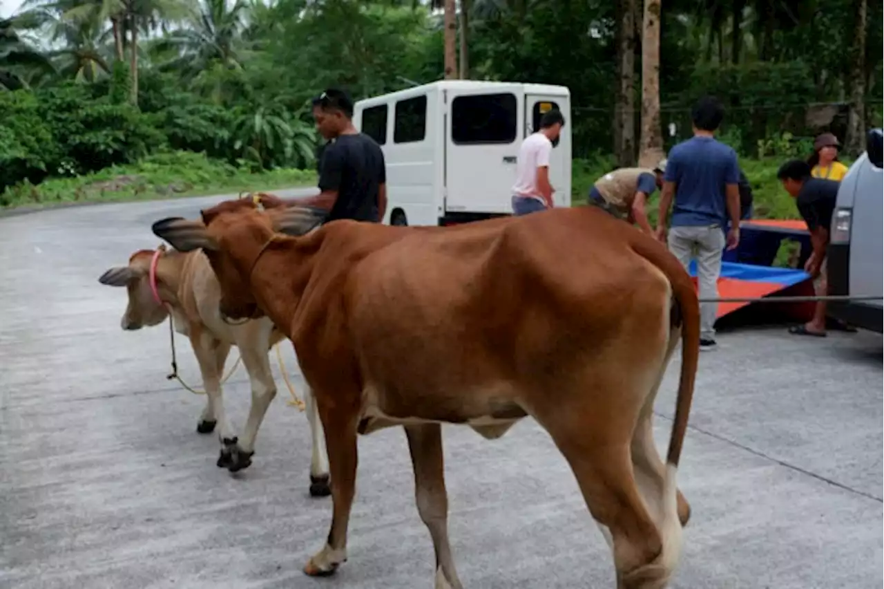 Tolentino pushes for ‘adopt a livestock’ program amid Mayon’s unrest