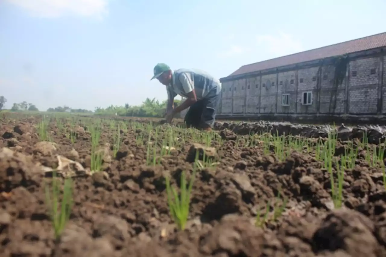 Tanam Padi Merugi, Petani di Kesamben Jombang Pilih Tanam Bawang Merah