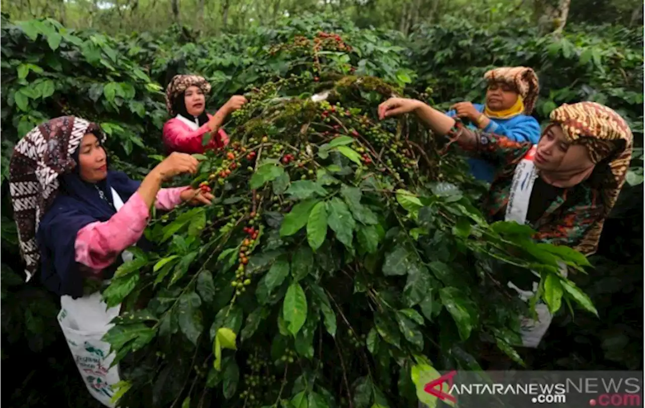 Produksi Kopi Sumut Kian Terpuruk, Terancam El Nino, Hama Hingga Embargo Eropa