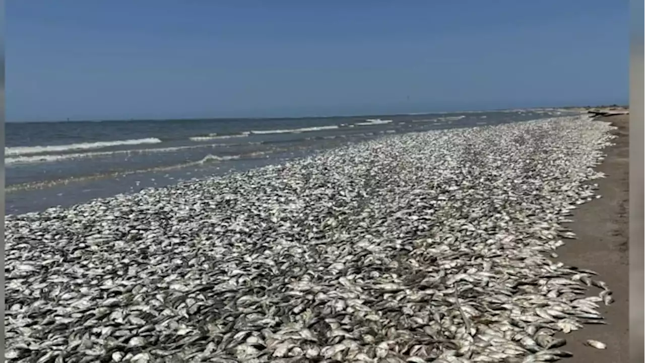 Thousands of dead fish washing ashore at Freeport beach