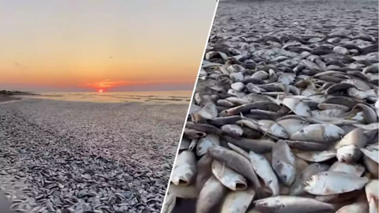 Couple finds thousands of dead fish washed up along Texas beach, video shows