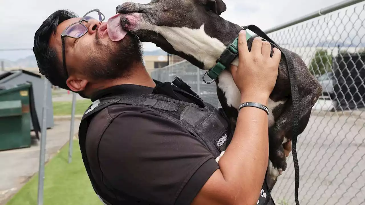 Utah animal shelters reported as 77% 'no-kill'