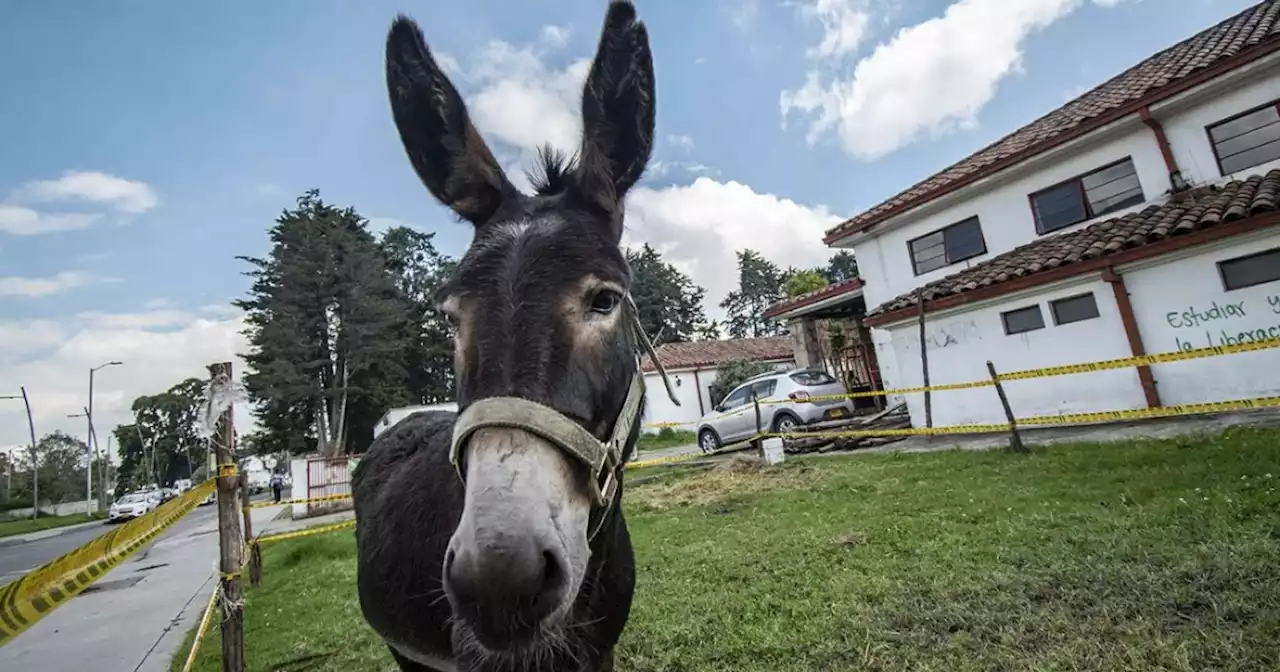 ¿Por qué está en peligro de extinción el burro criollo colombiano?