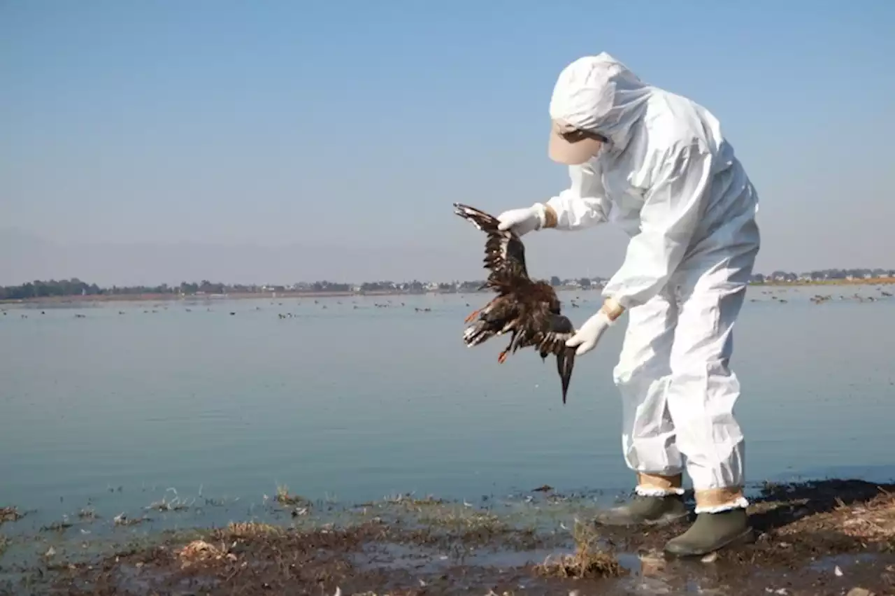 Atienden alerta por muerte de 300 aves en 3 días, en el Pacífico