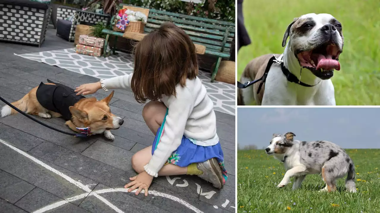 Children more at risk from dog attacks in summer months, charity warns as school holidays approach