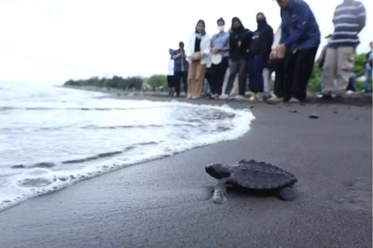 100 Tukik Dilepasliarkan ke Laut oleh Warga Pinrang