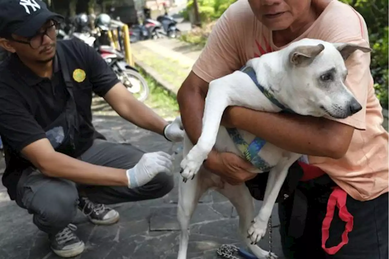 Total Korban Meninggal karena Rabies di NTT Menjadi 251 Orang