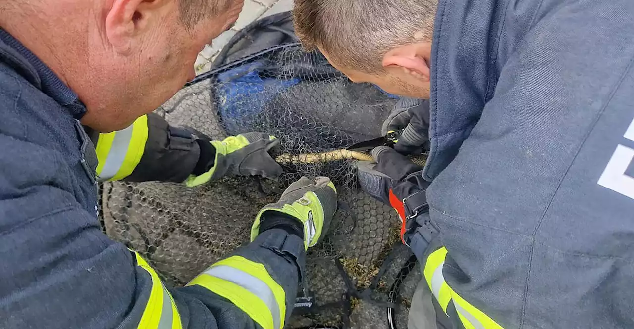 Alkoven: Feuerwehr befreit Schlange aus Fischer-Kescher