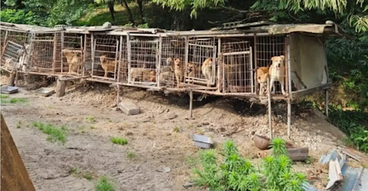 개 68마리 발견됐다…그곳은 '불법운영 도살장'