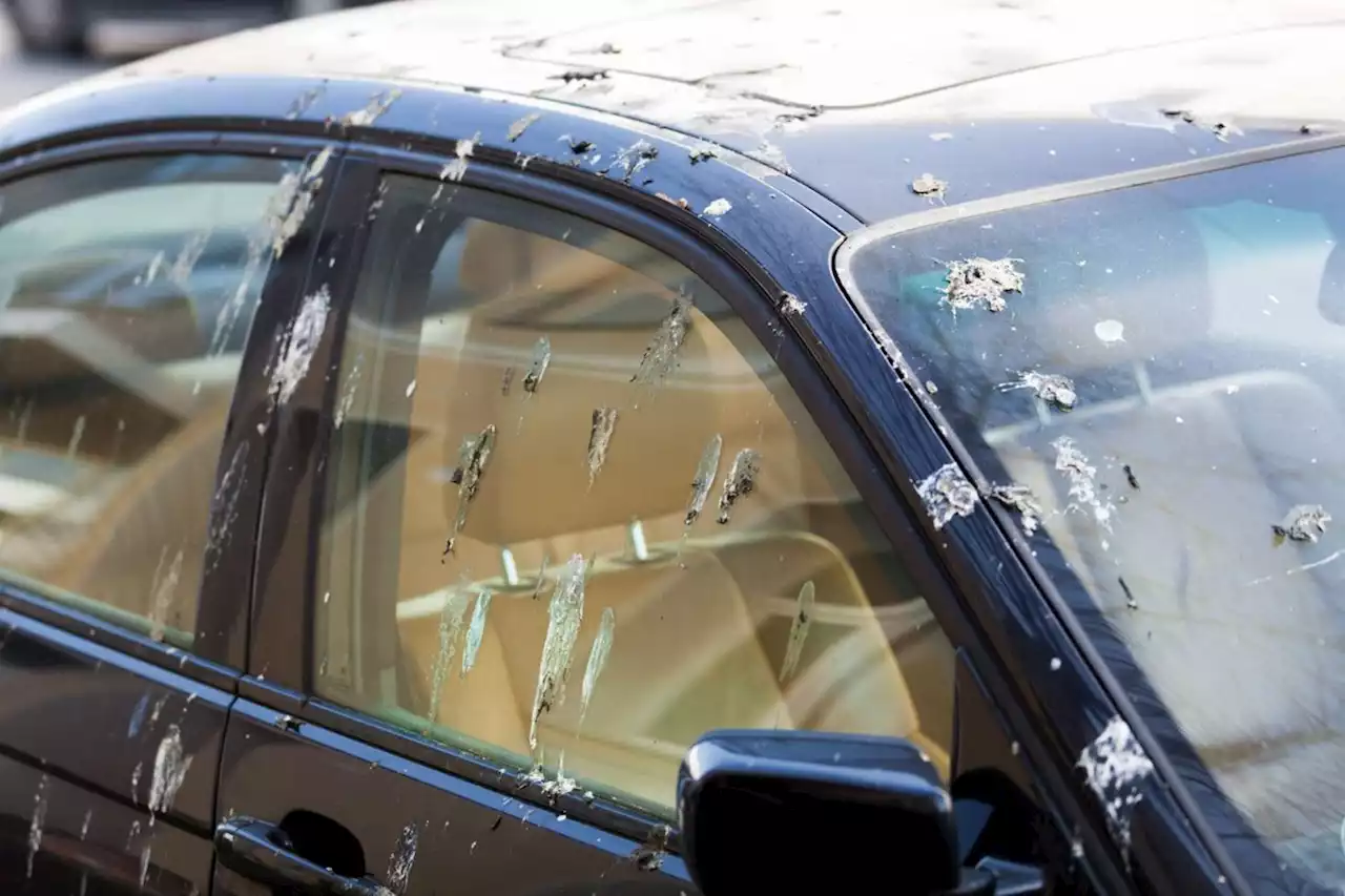 How to clean bird poop without damaging your car's paint