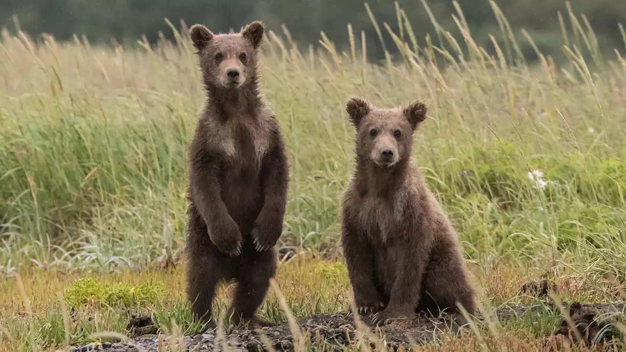 How to keep your food safe from hungry bears when camping