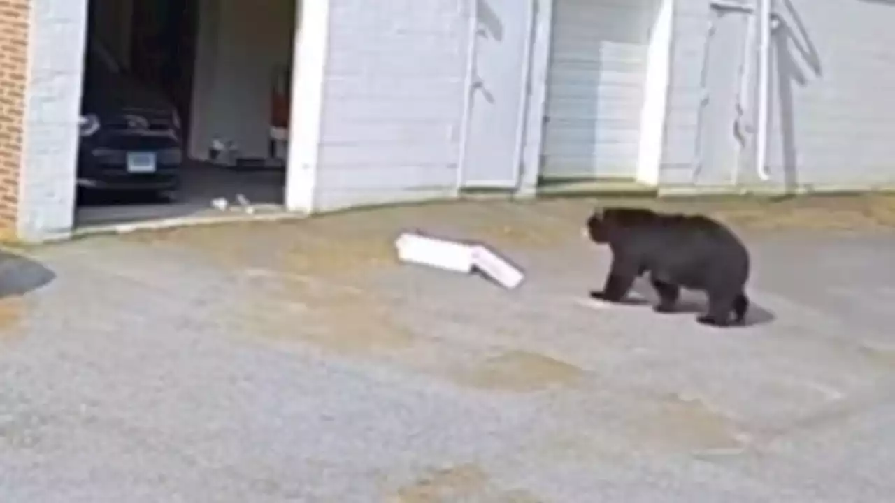 VÍDEO: Urso invade garagem e come 60 cupcakes nos EUA