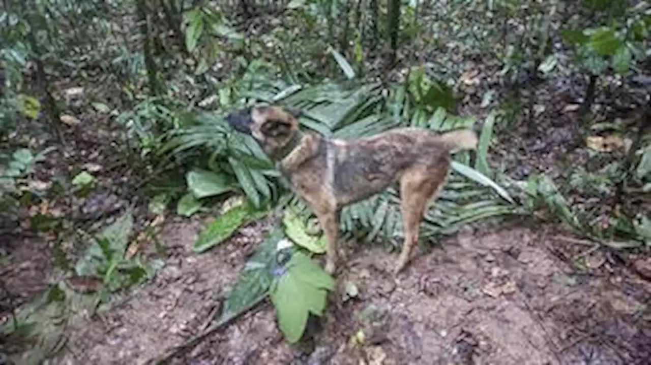 Colômbia se une para encontrar Wilson, cão que ajudou a localizar as crianças na selva