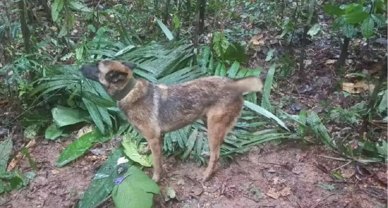 Casi rescatan al perro Wilson: lo tuvieron a pocos metros y confirman qué pasó - Pulzo