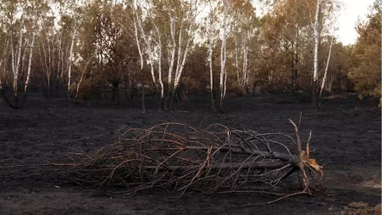 Drohnenbilder zeigen Verbesserung der Lage beim Waldbrand in Jüterbog