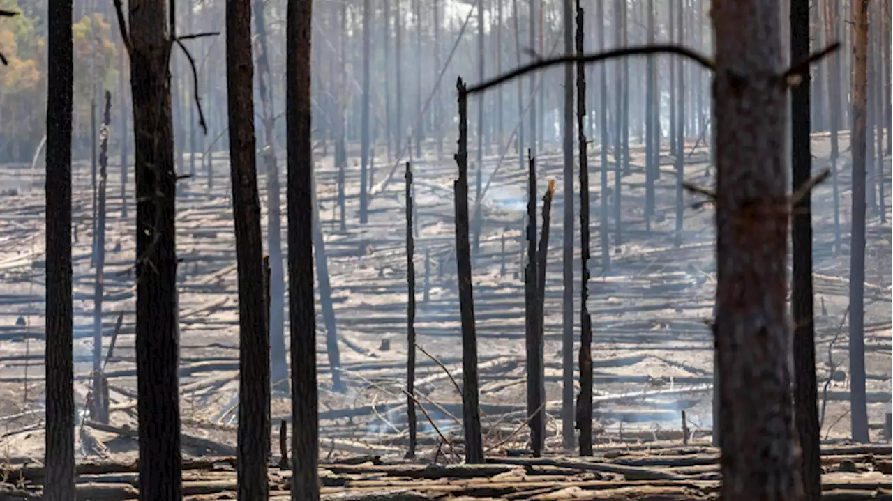 'Großschadenslage' bei Jüterboger Waldbrand aufgehoben