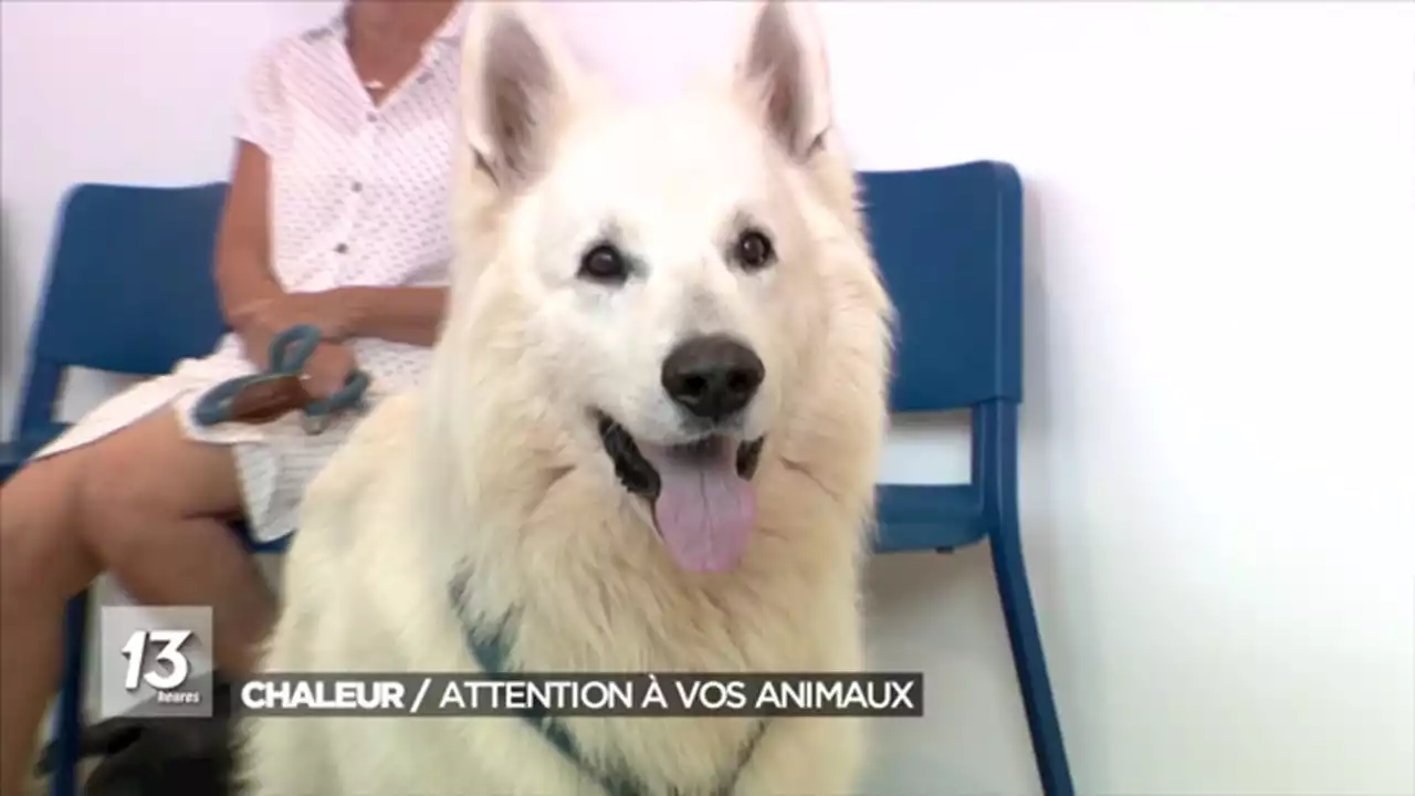 Fortes chaleurs : attention à nos animaux de compagnie