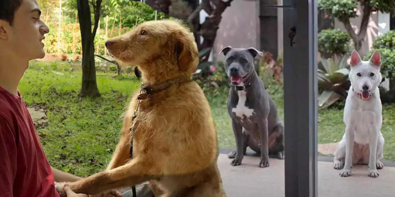 10 Best Dog Movies On Netflix