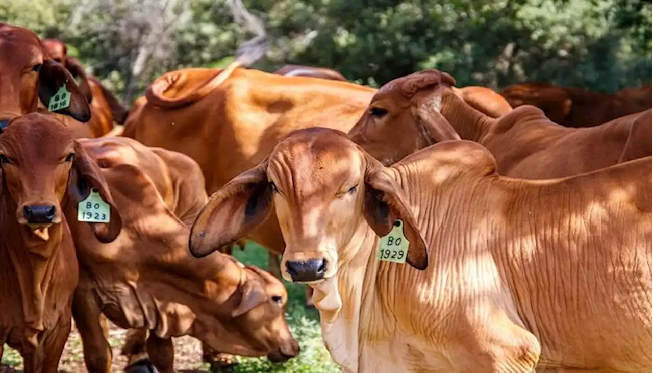 9.000 Ekor Sapi Disiapkan untuk Hewan Kurban di Sragen