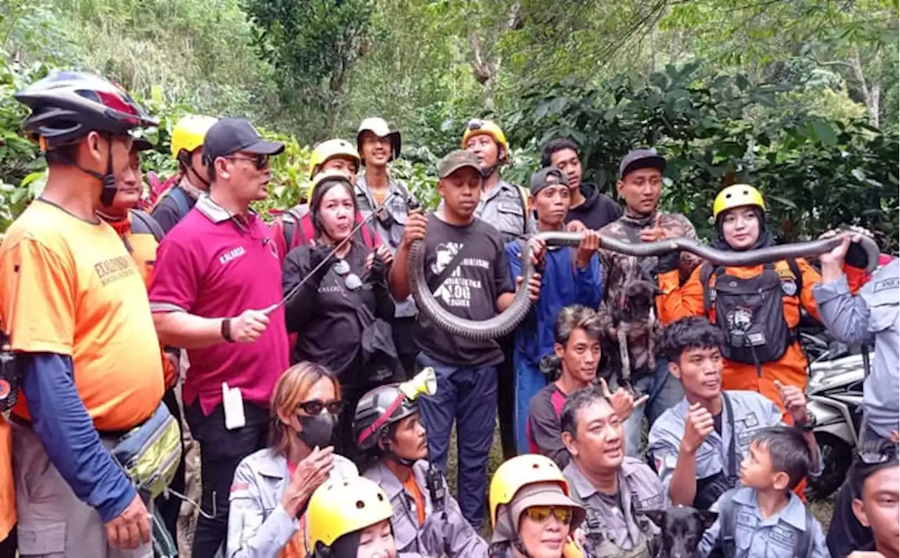 King Kobra yang Dilepasliarkan di Tempat Wisata Madiun Akhirnya Ditangkap Lagi