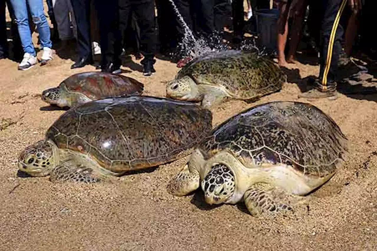 Sambut Hari Konservasi, 64 Penyu Dilepasliarkan di Pantai Sindu Bali