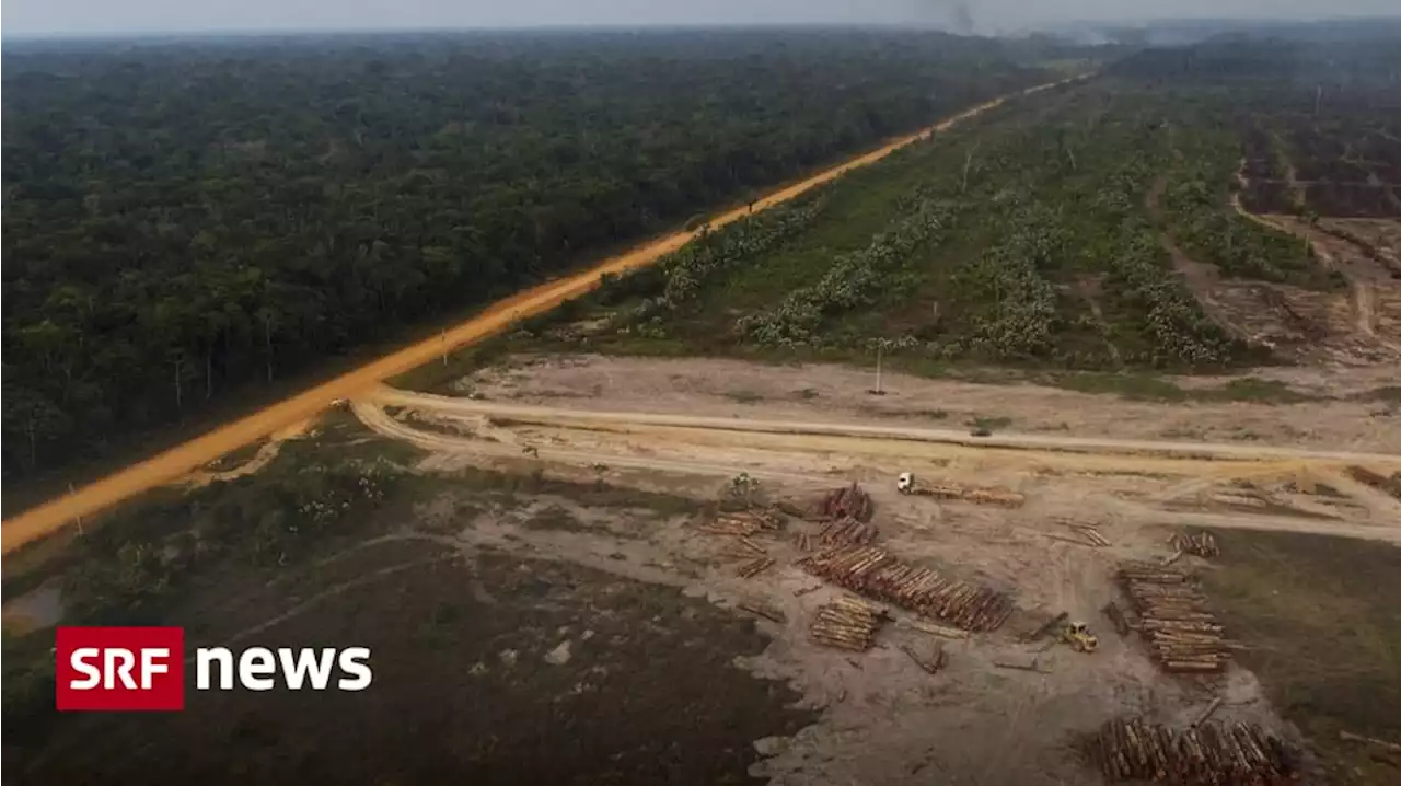 Zerstörung des Regenwaldes - Lulas Amazonas-Politik verspricht das fast Unmögliche