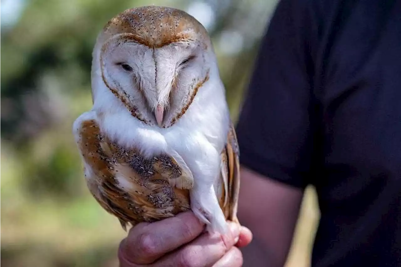 In Cyprus no-man's land, owls come to the rescue of farmers