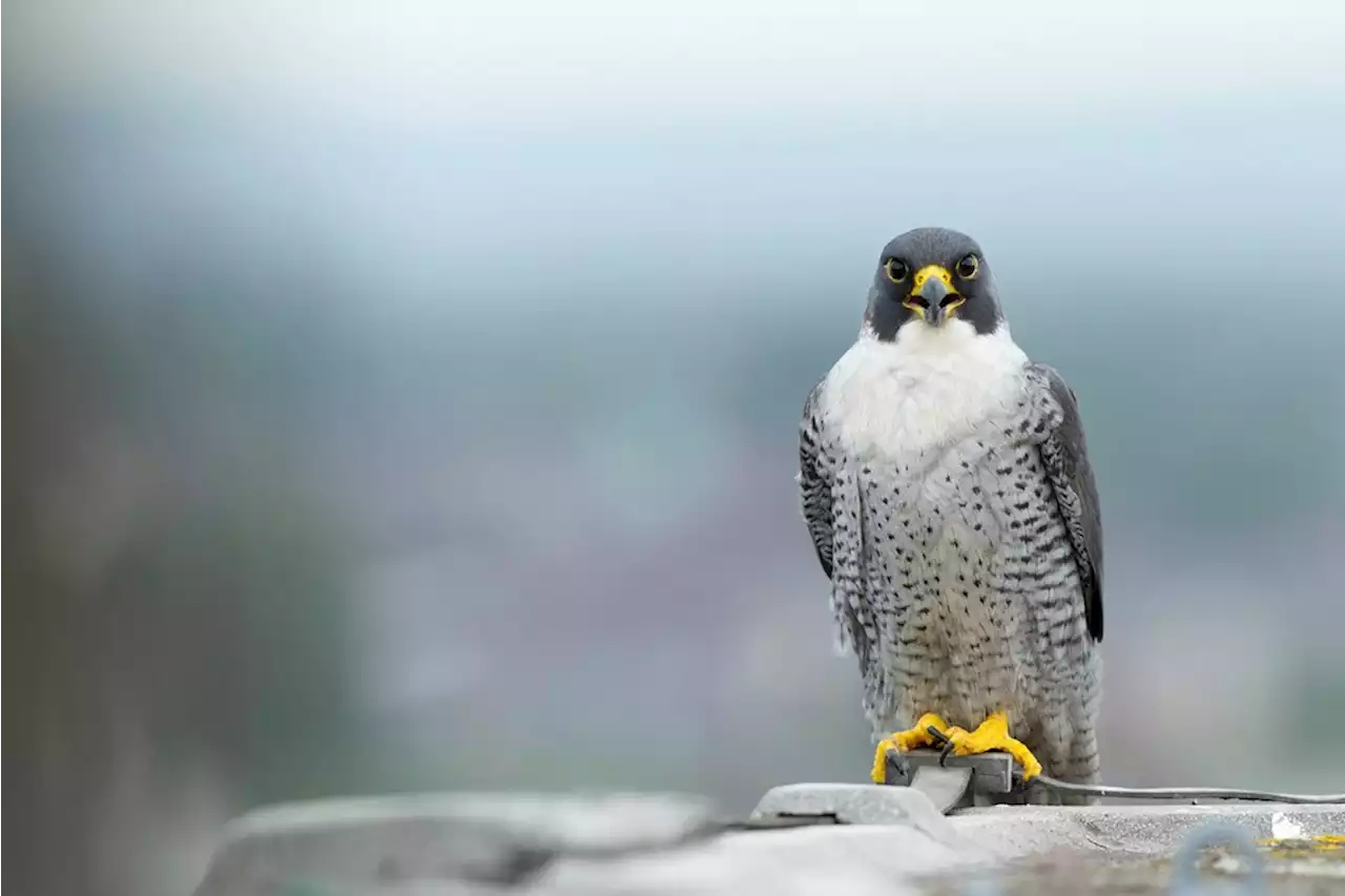 Peregrine falcons nest at Lincoln Cathedral: Viewpoint opens for public 🦅