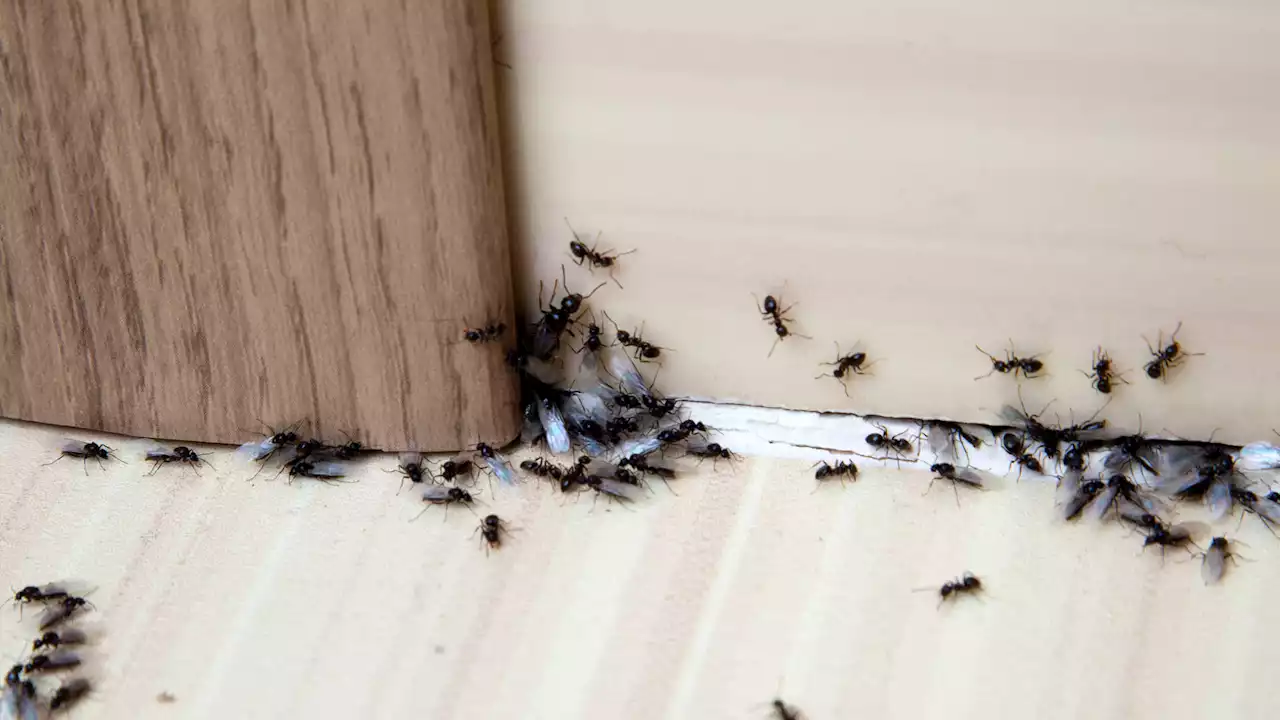 My $1.33 hack instantly removes ants from your kitchen using single ingredient