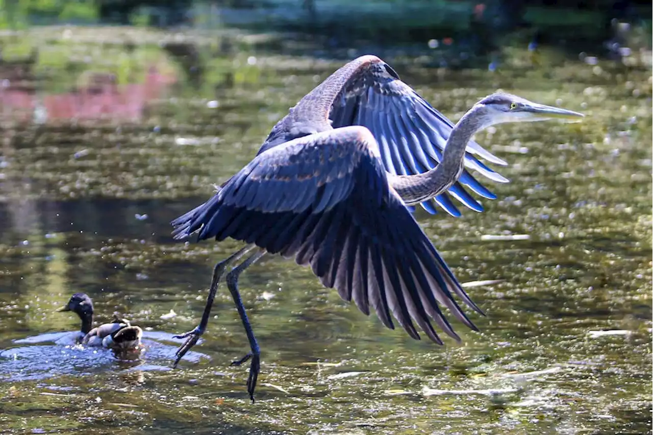 Herons' 'primal' screams from Stanley Park treetops herald another eagle raid