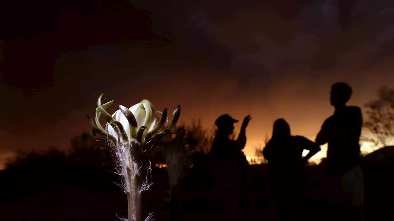 This mysterious cactus only blooms once a year and people flock to see it