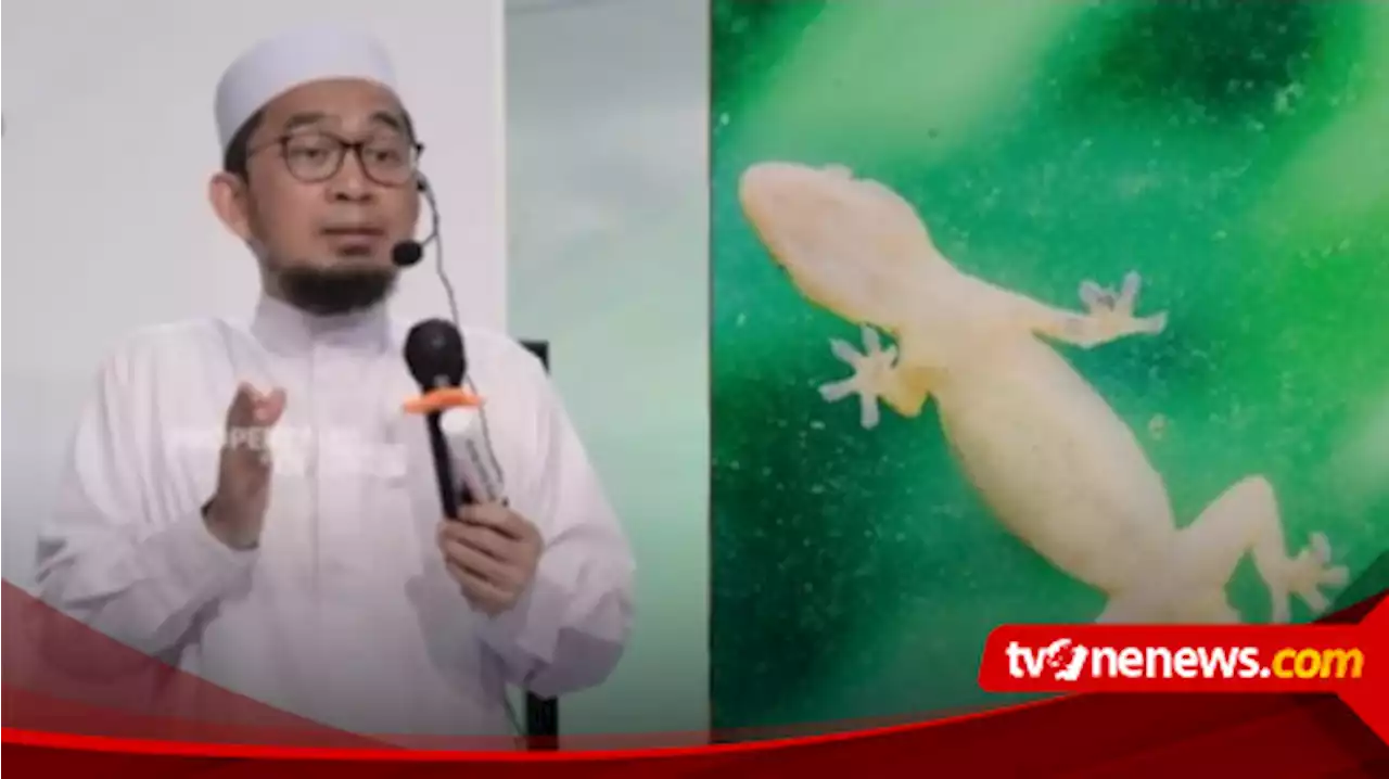 Banyak Cicak di Rumah Anda? Waspadai Hal Itu Menurut Ustaz Adi Hidayat Menandakan..