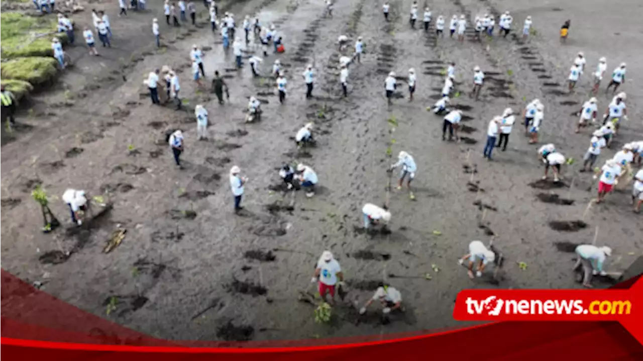 Sampah Plastik Makin Memprihatinkan, 2023 Pohon Bakau Ditanam di Pantai Selatan Banyuwangi