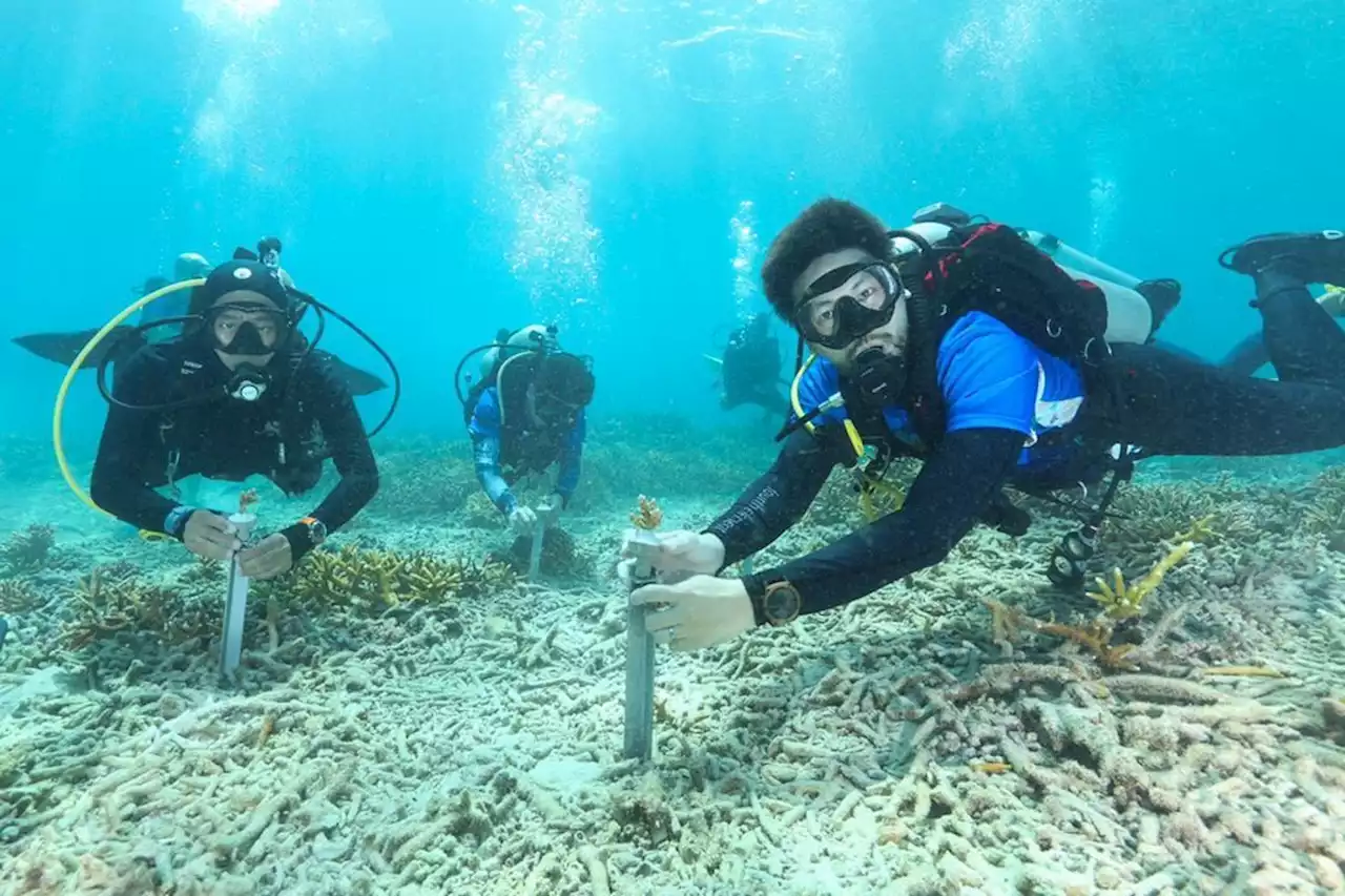 1,000 benih karang ditanam semula di Pulau Bidong